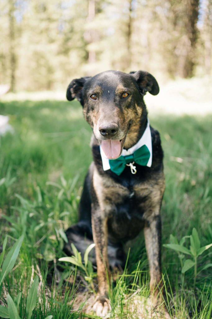 Dog with bowtie